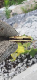 팜모닝 기타작물·병해충상담 게시글 이미지