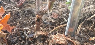 하늘구름님의 기타작물 · 병해충상담 작성글 사진