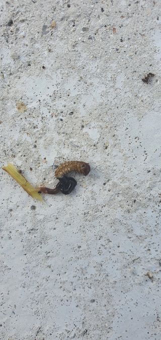 하늘구름님의 기타작물 · 병해충상담 작성글 사진