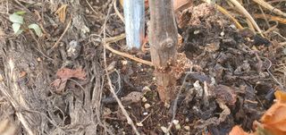 하늘구름님의 기타작물 · 병해충상담 작성글 사진