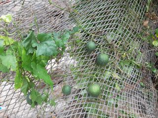 서영옥님의 복숭아 · 자유게시판 작성글 사진