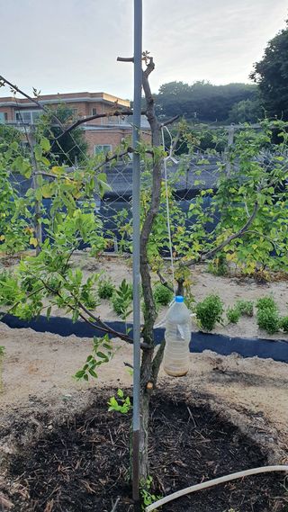 김관식님의 기타작물 · 병해충상담 작성글 사진