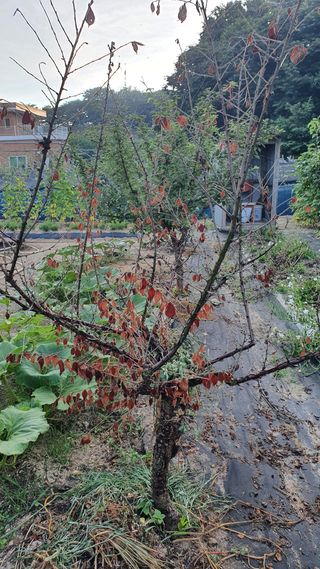 김관식님의 기타작물 · 병해충상담 작성글 사진