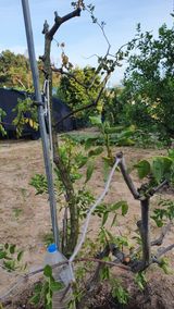 팜모닝 기타작물·병해충상담 게시글 이미지