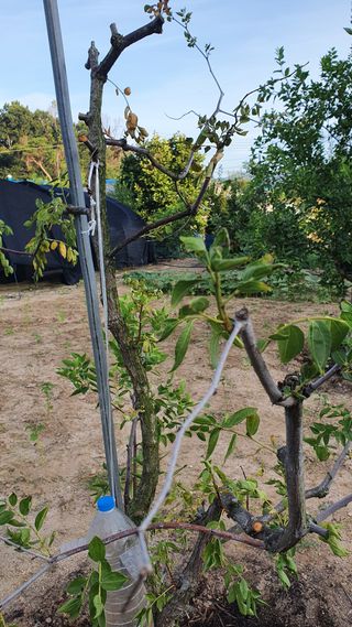 김관식님의 기타작물 · 병해충상담 작성글 사진