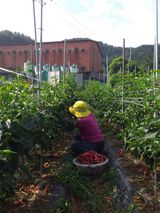 팜모닝 양배추·자유게시판 게시글 이미지