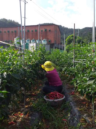 홍금님의 양배추 · 자유게시판 작성글 사진