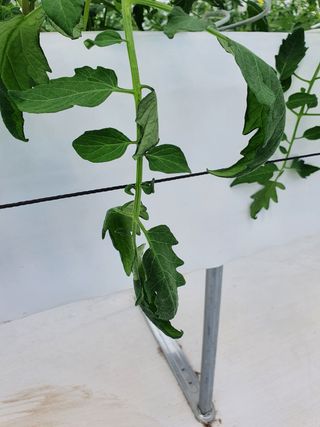 감자님의 토마토 · 병해충상담 작성글 사진