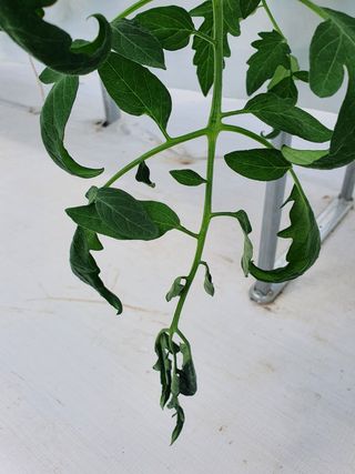 감자님의 토마토 · 병해충상담 작성글 사진