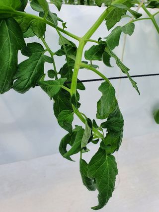 감자님의 토마토 · 병해충상담 작성글 사진