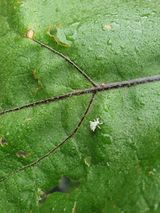 팜모닝 기타작물·병해충상담 게시글 이미지