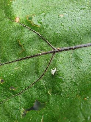 고동휘님의 기타작물 · 병해충상담 작성글 사진