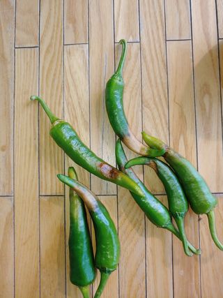 농업회사법인(주)굴지기님의 기타작물 · 병해충상담 작성글 사진