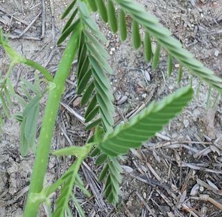 최하영님의 기타작물 · 병해충상담 작성글 사진