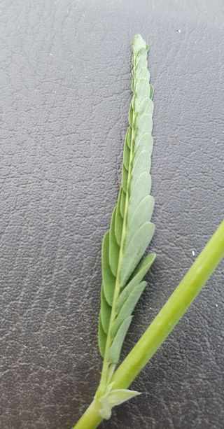 최하영님의 기타작물 · 병해충상담 작성글 사진