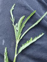 팜모닝 기타작물·병해충상담 게시글 이미지