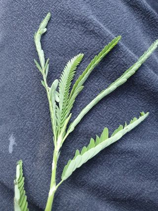 최하영님의 기타작물 · 병해충상담 작성글 사진