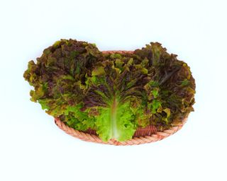 귀농부인농장님의 팜모닝 · 출석 작성글 사진