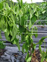 팜모닝 고추·병해충상담 게시글 이미지