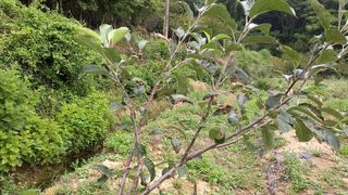 재철님의 사과 · 병해충상담 작성글 사진