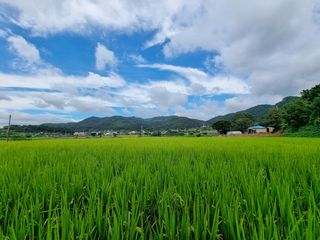 밝은숲님의 팜모닝 · 출석 작성글 사진
