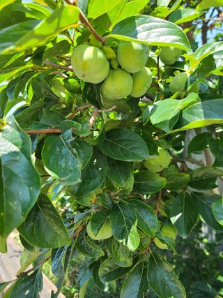 외계인 농부님의 팜모닝 · 출석 작성글 사진