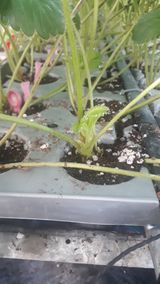 팜모닝 기타작물·병해충상담 게시글 이미지