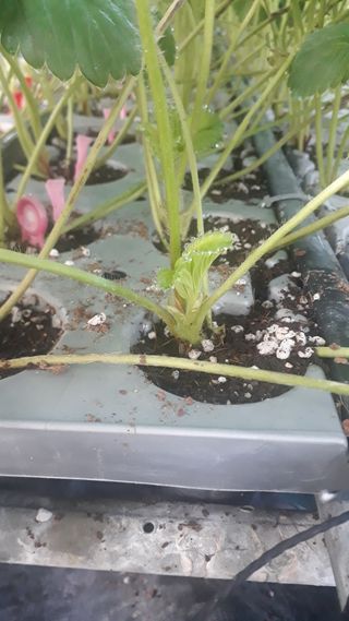 막걸리대왕님의 기타작물 · 병해충상담 작성글 사진