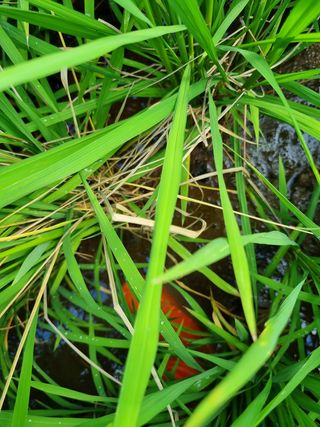 감5587님의 팜모닝 · 출석 작성글 사진