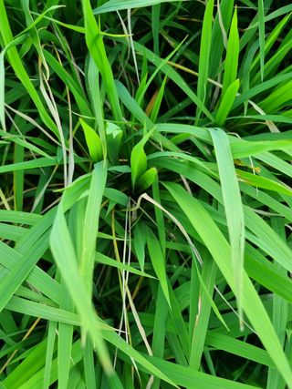 감5587님의 팜모닝 · 출석 작성글 사진