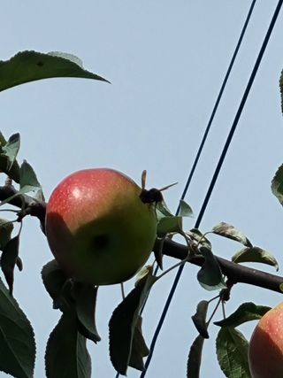 청춘의 푸른꿈님의 고추 · 병해충상담 작성글 사진