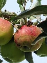 팜모닝 고추·병해충상담 게시글 이미지