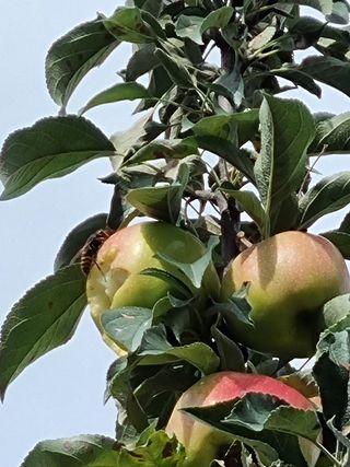 청춘의 푸른꿈님의 고추 · 병해충상담 작성글 사진