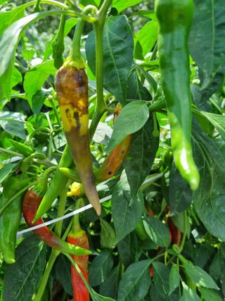 청춘의 푸른꿈님의 고추 · 병해충상담 작성글 사진