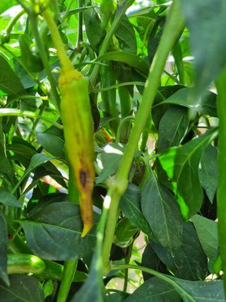 청춘의 푸른꿈님의 고추 · 병해충상담 작성글 사진