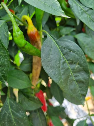 청춘의 푸른꿈님의 고추 · 병해충상담 작성글 사진