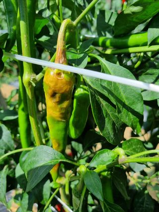 청춘의 푸른꿈님의 고추 · 병해충상담 작성글 사진