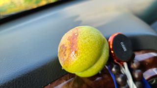 강원송이님의 기타작물 · 병해충상담 작성글 사진