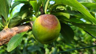 강원송이님의 기타작물 · 병해충상담 작성글 사진