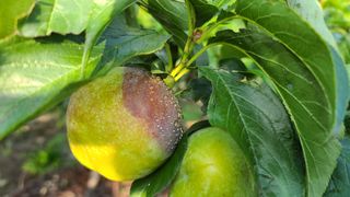 강원송이님의 기타작물 · 병해충상담 작성글 사진