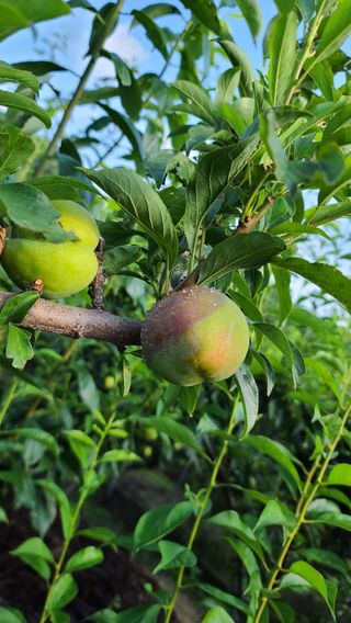 강원송이님의 기타작물 · 병해충상담 작성글 사진