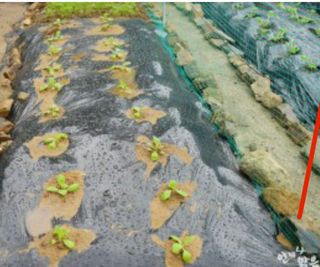 지안이/손주농장주인님의 자두 · 자유게시판 작성글 사진