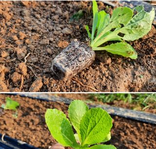 지안이/손주농장주인님의 자두 · 자유게시판 작성글 사진