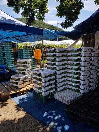 소백산단산포도이종석님의 팜모닝 · 출석 작성글 사진