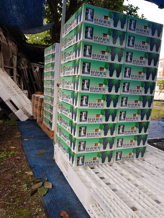 소백산단산포도이종석님의 팜모닝 · 출석 작성글 사진