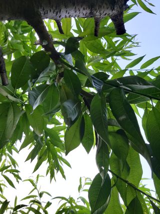 부용골농원님의 복숭아 · 병해충상담 작성글 사진