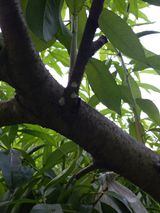 팜모닝 복숭아·병해충상담 게시글 이미지