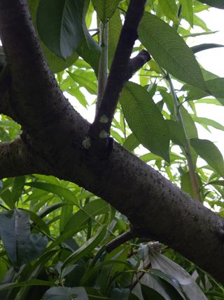 부용골농원님의 복숭아 · 병해충상담 작성글 사진