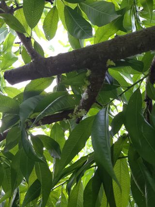 부용골농원님의 복숭아 · 병해충상담 작성글 사진