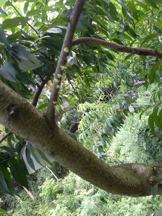 부용골농원님의 복숭아 · 병해충상담 작성글 사진